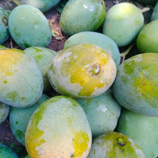 হিমসাগর / Himsagar Mango With Delivery Charge - Image 2