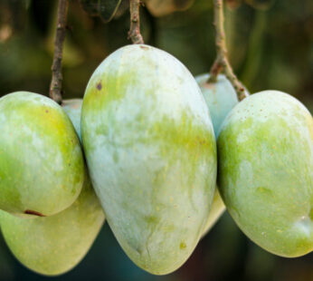 হিমসাগর / Himsagar Mango With Delivery Charge