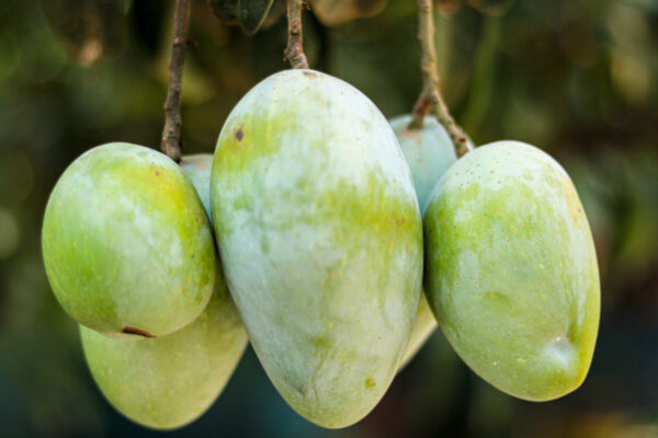 হিমসাগর / Himsagar Mango With Delivery Charge