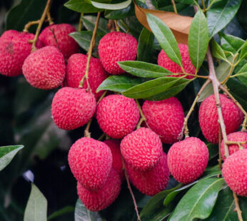 (বোম্বাই লিচু) Bombay Litchi