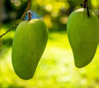 গোবিন্দভোগ / Gobindobhog Mango Box (With Delivery Charge)