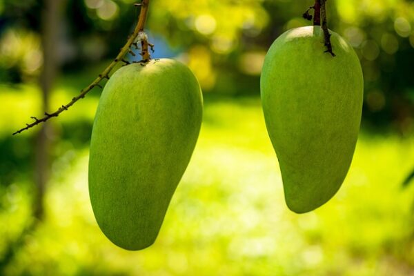 গোবিন্দভোগ / Gobindobhog Mango Box (With Delivery Charge)